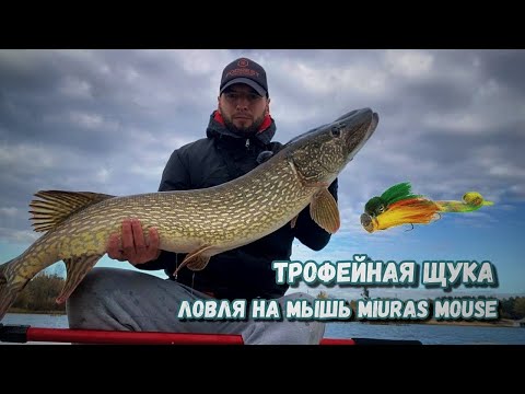 Видео: Огромная щука 12+ | Ловля щуки на мышь cwc miuras mouse | Трофейная щука на крупные приманки 