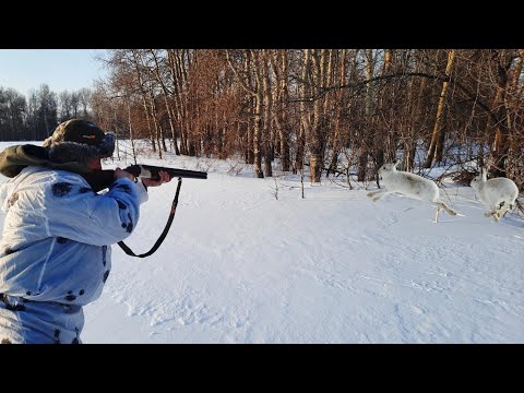Видео: Особое Чутьё!!! Охота на Зайца 2024-2025.