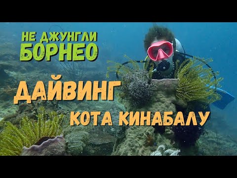 Видео: Дайвинг в Кота Кинабалу (БОРНЕО, МАЛАЙЗИЯ). Ныряем вне популярных дайверских маршрутов