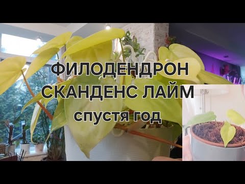 Видео: Филодендрон Сканденс Миканс Лайм спустя год