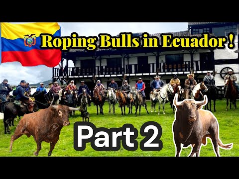 Видео: Ловля диких быков в Южной Америке. Часть 2