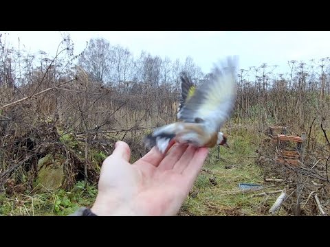 Видео: Ловля щеглов