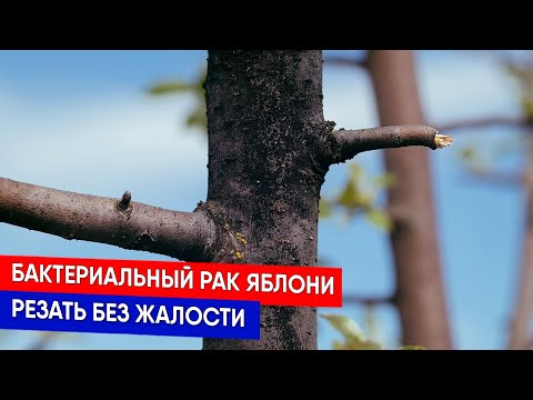 Видео: Бактериальный рак яблони - резать без жалости