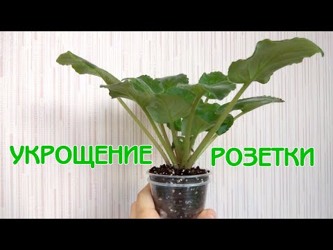 Видео: Как выровнять розетку фиалки | Несколько экспериментов | Советы по уходу за фиалками | Мои фиалки 22