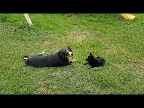 Видео: Аппенцеллер зенненхунд и щенок шипперке
