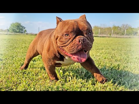 Видео: Пупс - красавец или чудовище?