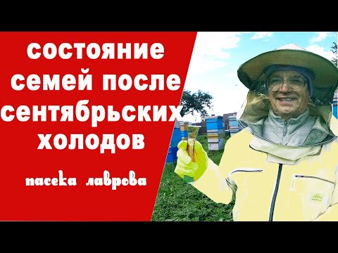 Видео: Вот что стало с семьями после сентябрьских холодов.  Смотрим мёд и расплод.
