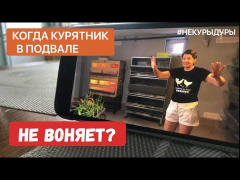 Видео: Когда курятник в подвалe жилого дома. Нет ли запаха?