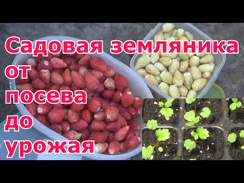 Видео: Садовая земляника из семян от посева до урожая. Посев, пикировка, высадка в грунт, выращивание, уход