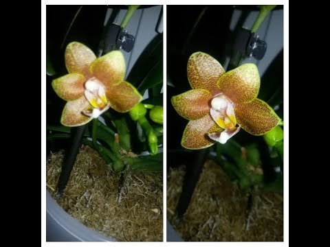 Видео: #ОРХИДЕЯ#МАСТЕРПИС,,,многодетная  МАМКА ПОСЛЕ #РЕАНИМАЦИИ 🙉👍👍👍🌺🌺🌺 ЧАСТЬ №2