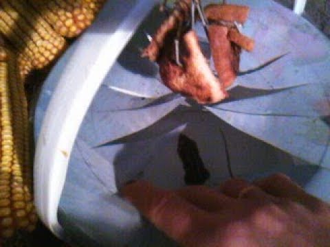 Видео: Реально простейший способ , как избавиться от мышей , при помощи ведра.