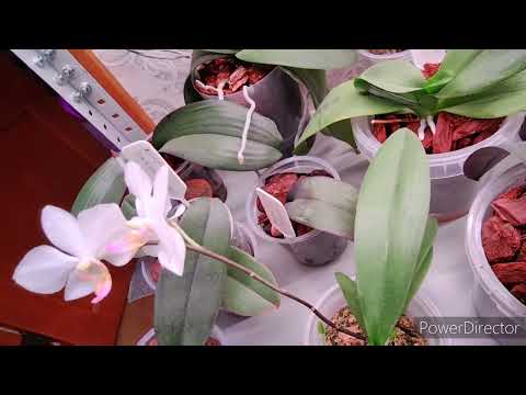 Видео: Орхидеи 🔥обзор моих орхидей в первой комнате ❤как они готовятся к цветению.