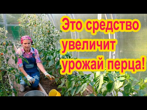 Видео: Как увеличить урожай перцев