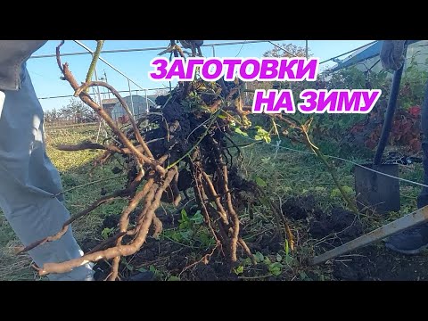 Видео: Копаю корень ежевики для продажи и размножения