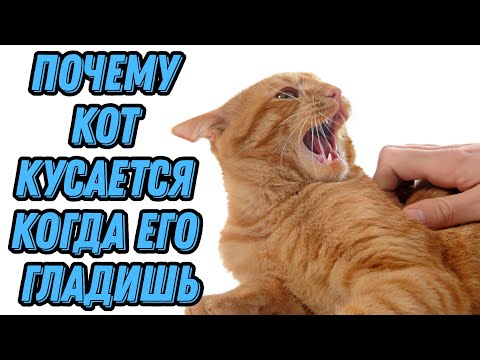 Видео: Почему кот кусается когда его гладишь