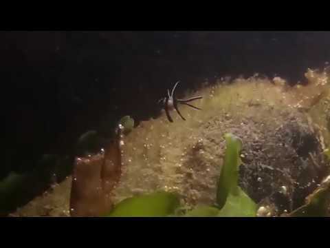 Видео: апогоны (pterapogon kauderni) начали разводиться. (часть II)