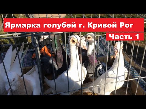 Видео: Ярмарка голубей г. Кривой Рог 9.03.2024. Ч.1