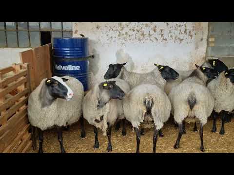 Видео: Романовские бараны. Гиганты 💪💯 Сербия