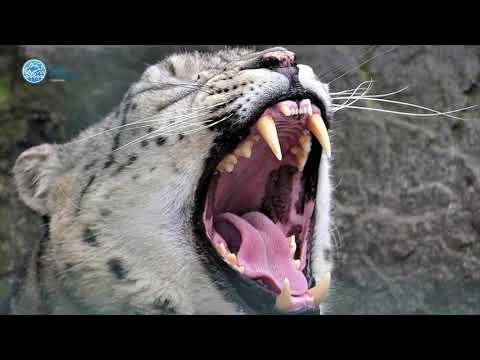 Видео: Балдарга Ак илбирс жөнүндө