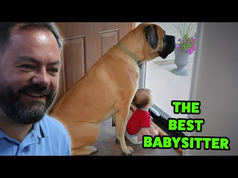 Видео: БРИТАНЦЫ реагируют на то, как большие собаки доказывают, что они — лучшие няньки