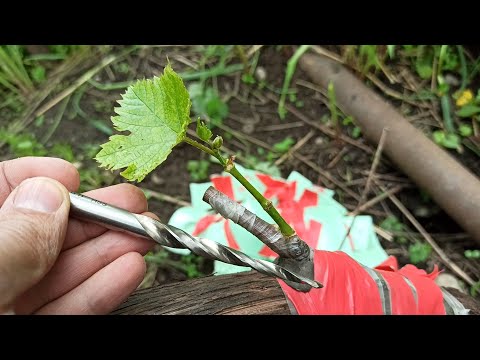 Видео: Прививка виноградной лозы дрелью