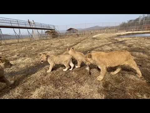 Видео: Львята Сандра и Вектор ВПЕРВЫЕ ВЫШЛИ В БОЛЬШОЙ ВОЛЬЕР!!!   Парк БЕЛЫЙ ЛЕВ/ THE WHITE LION PARK