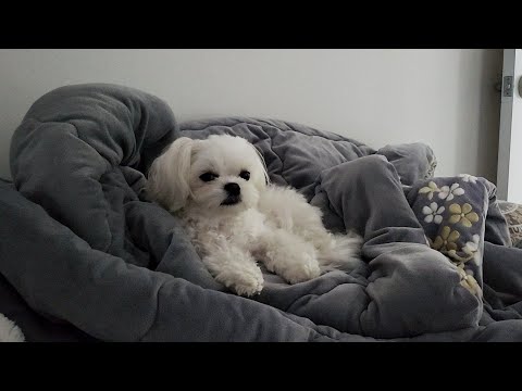 Видео: Щенок тает на электрической плите