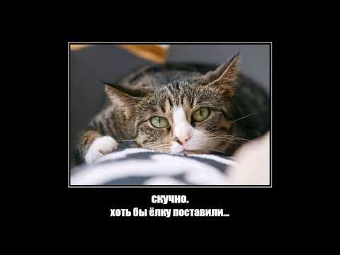 Видео: Веселые картинки. Приколы с котами. Приколы с кошками.