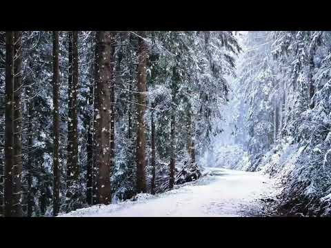 Видео: Сильный снегопад в зимнем лесу. Шелест падающего снега,шум холодного ветра. Звуки заснеженного леса.