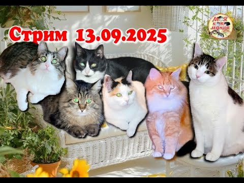 Видео: Стрим 13.09.2025