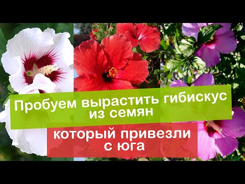 Видео: Выращиваем гибискус из семян. Подготавливаем семена гибискуса и грунт для посадки.