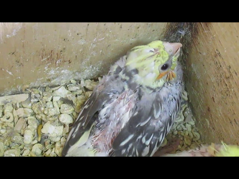 Видео: Ощип птенцов корелл. Проблема.