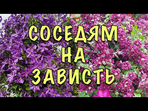 Видео: Хотите ПЫШНОГО ЦВЕТЕНИЯ клематисов??? СДЕЛАЙТЕ ТАК!!! Летняя подкормка клематисов.
