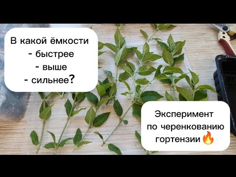 Видео: Как укоренять гортензию в жару - все секреты раскрыты. Бери и делай💪! Эксперимент🔥