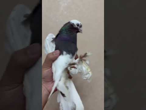 Видео: Узбекские голуби Pigeons الحمام Tauben  merpati کبوتر 鴿子 ハトkaʙūtar güvercinler porumbei 19/09/24