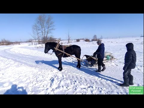 Видео: Борис упал с лошади и сломал руку. Лошади пришли в деревню.