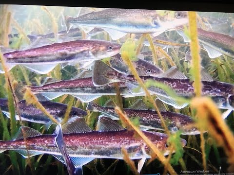 Видео: Ловля наваги на комбайны и махалки