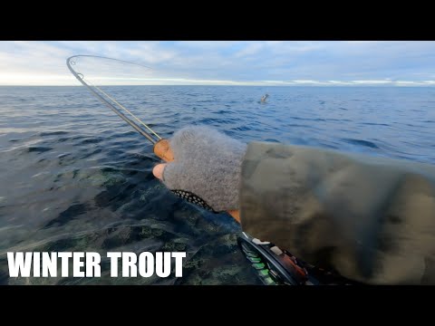 Видео: Большая морская форель начнёт год