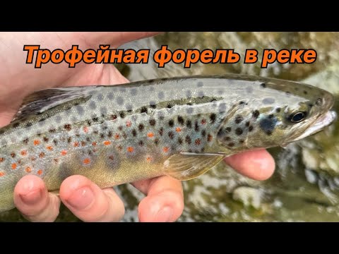 Видео: ТРОФЕЙНАЯ ФОРЕЛЬ В ГОРНОЙ РЕКЕ