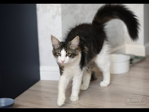 Видео: ВЛОГ #30/2025: кот, сад, покупки и процессы