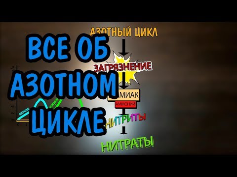 Видео: АЗОТНЫЙ ЦИКЛ. ВЕСЬ МЕХАНИЗМ КАК ОН ЕСТЬ