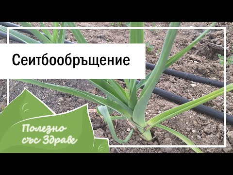 Видео: Эффективная стратегия здорового сада – севооборот