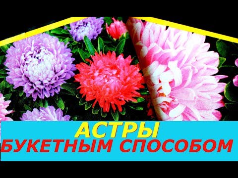 Видео: ВЫРАСТИТЬ АСТРЫ БУКЕТНЫМ СПОСОБОМ БЕЗ ПИКИРОВКИ ПРОСТО И НЕВЕРОЯТНО КРАСИВО !