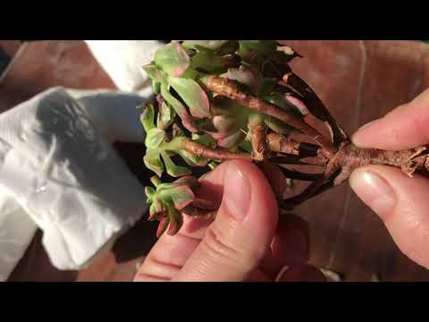 Видео: Суккуленты из Китая