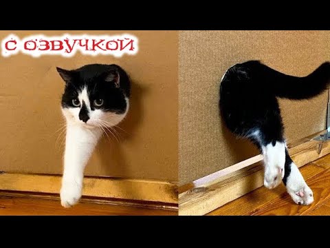 Видео: Приколы с котами! С ОЗВУЧКОЙ! Смешные видео с животными! СМЕШНЫЕ КОТЫ! Попробуй не засмеяться!!