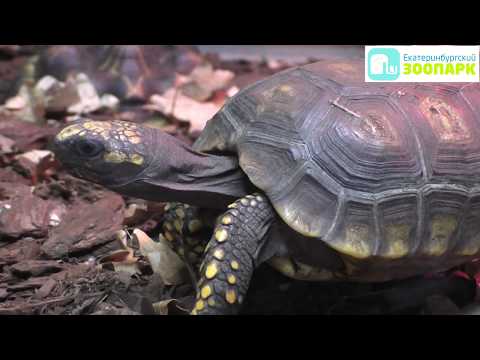 Видео: Видеоэкскурсия по Екатеринбургскому зоопарку  Часть 2