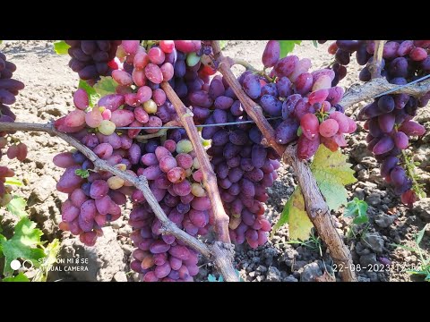 Видео: Самые без проблемные сорта винограда, Байконур, Юбилей Новочеркасска и другие сорта винограда