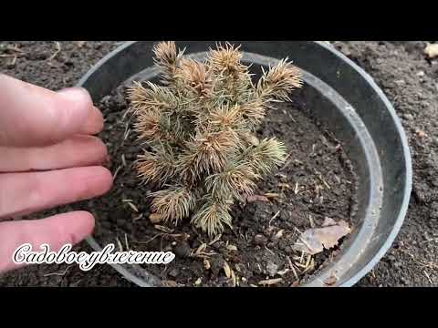 Видео: Последствия снежной и морозной зимы.