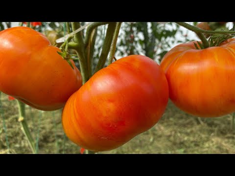 Видео: Сортовые коллекционные томаты в теплице. Урожайные и вкусные.