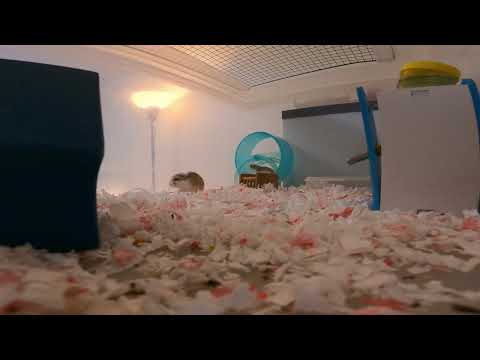 Видео: #87 Усан хулгана 5мин амьдрал